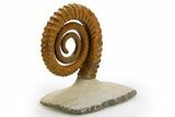 Early Devonian Ammonoid (Anetoceras) - Tazarine, Morocco #312715-3